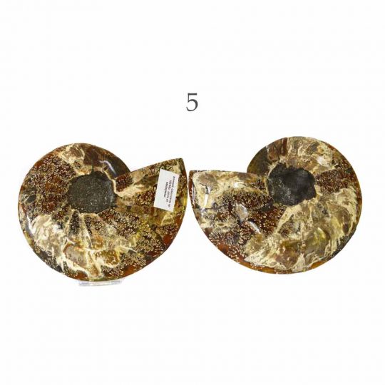 versteinerte Ammonitenfossilhälften / Ammonitenpaare