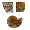 Ammonitenpaar Einzelpaar 3 Ausschnitte