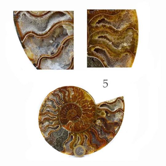 versteinerte Ammonitenfossilhälften / Ammonitenpaare