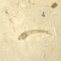 Fisch Fossil Dastilbe Abbildung 4 Nahansicht