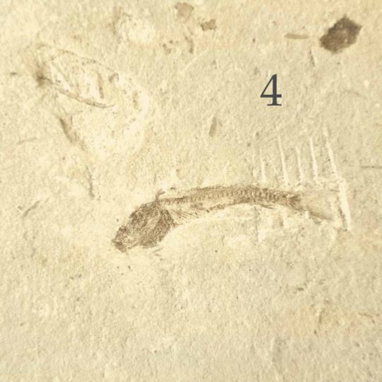 versteinertes Fisch Fossil auf Sandsteinplatte