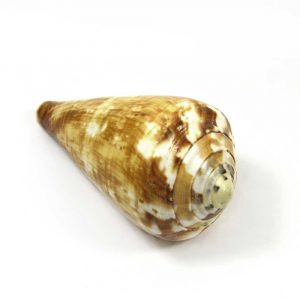 Flaggenkegel Schnecke