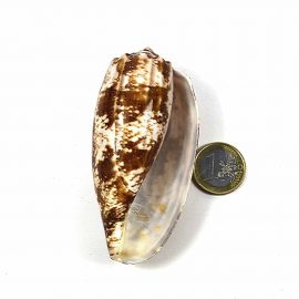 Landkartenkegel Schnecke mit 1-Euro-Stück