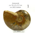 versteinertes Ammonitenfossil ganz Größe L

&nbsp;