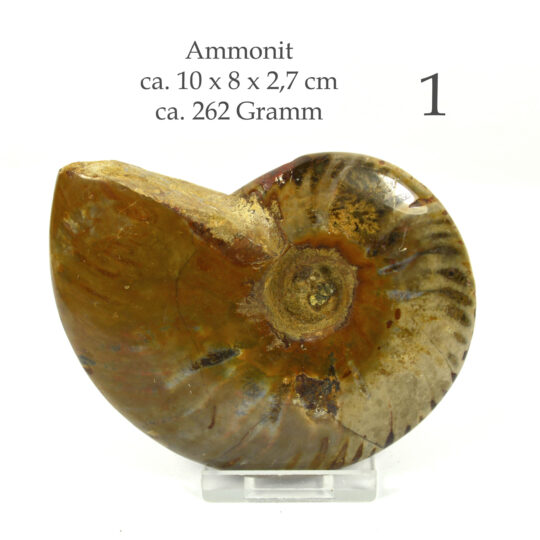 versteinertes Ammonitenfossil ganz Größe L

&nbsp;