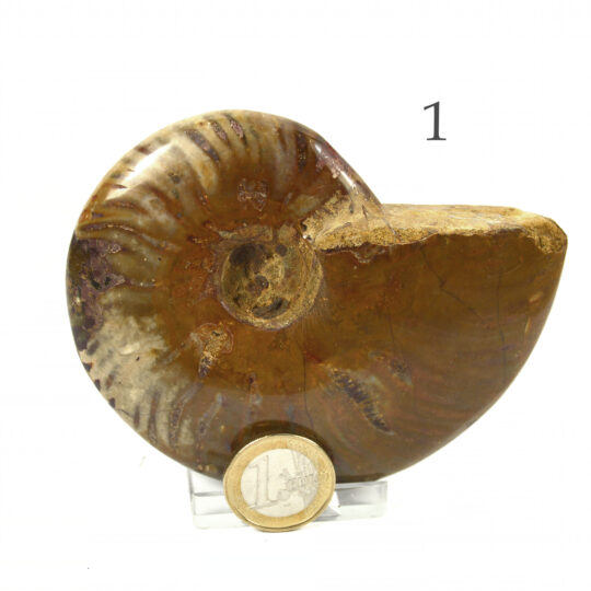 versteinertes Ammonitenfossil ganz Größe L

&nbsp;