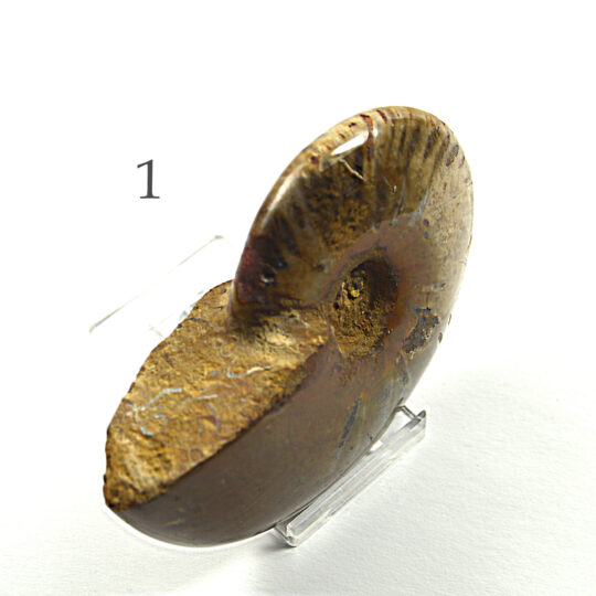 versteinertes Ammonitenfossil ganz Größe L

&nbsp;