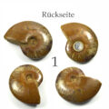 versteinertes Ammonitenfossil ganz Größe L

&nbsp;