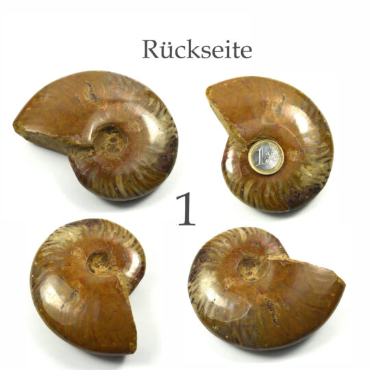 versteinertes Ammonitenfossil ganz Größe L

&nbsp;