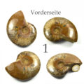versteinertes Ammonitenfossil ganz Größe L

&nbsp;