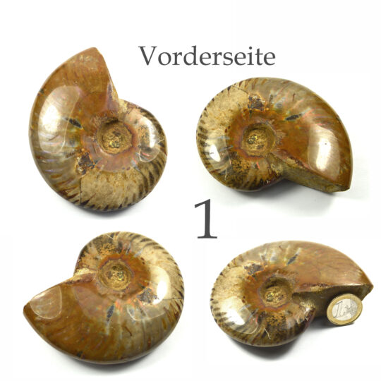 versteinertes Ammonitenfossil ganz Größe L

&nbsp;