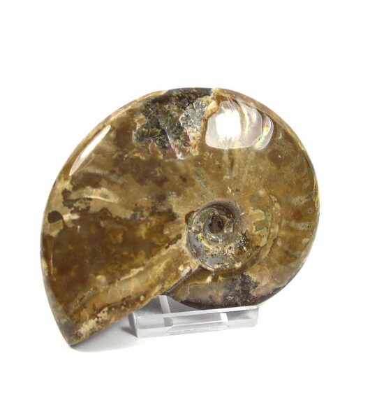 versteinertes Ammonitenfossil ganz Größe L

&nbsp;