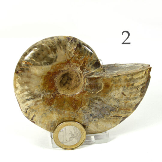 versteinertes Ammonitenfossil ganz Größe L

&nbsp;