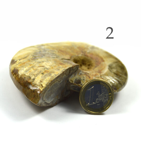 versteinertes Ammonitenfossil ganz Größe L

&nbsp;