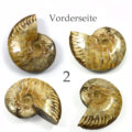 versteinertes Ammonitenfossil ganz Größe L

&nbsp;