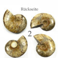 versteinertes Ammonitenfossil ganz Größe L

&nbsp;