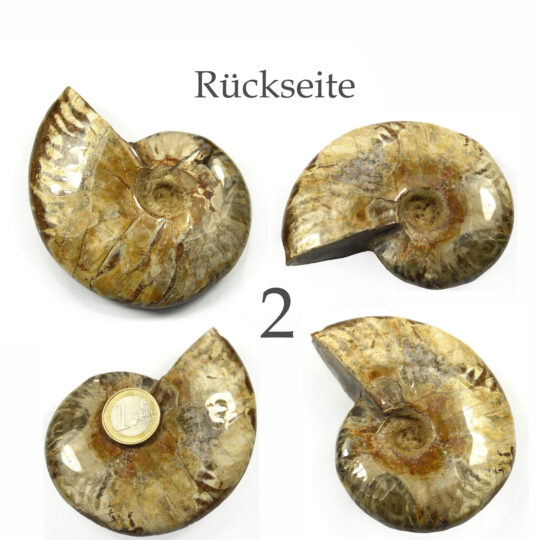 versteinertes Ammonitenfossil ganz Größe L

&nbsp;