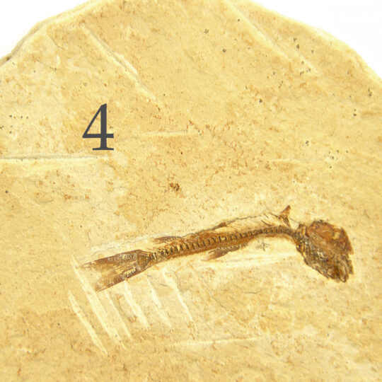 versteinertes Fisch Fossil auf Sandsteinplatte
