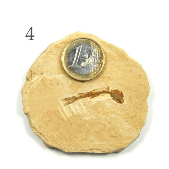 versteinertes Fisch Fossil auf Sandsteinplatte