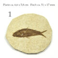 Fisch Fossil Knightia Abb. 1 auf Steinplatte dazu die Abmaße