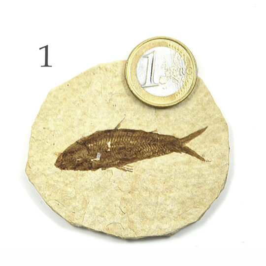Platte mit versteinertem Fisch Fossil