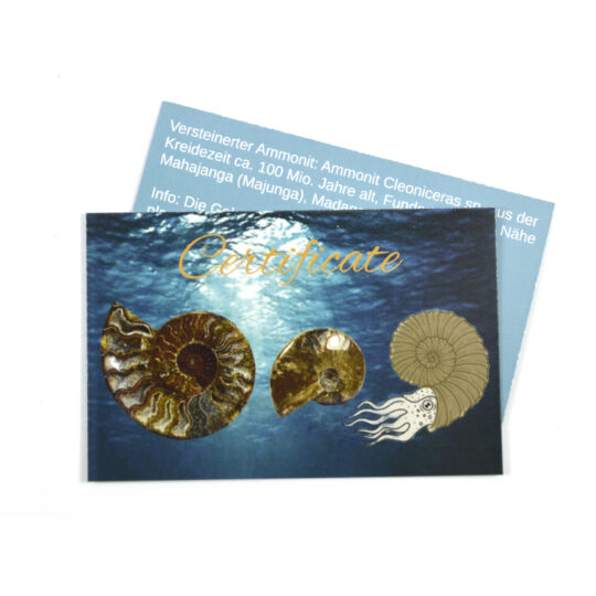 große versteinerte Ammonitenfossilhälften / Ammonitenpaar