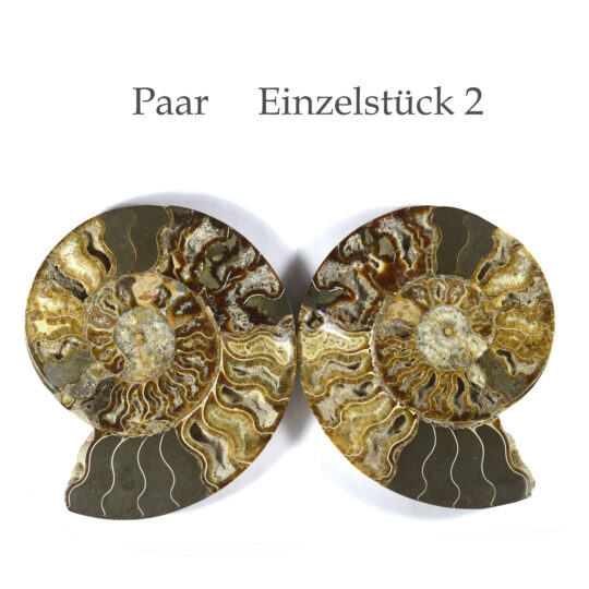 große versteinerte Ammonitenfossilhälften / Ammonitenpaar