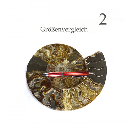große versteinerte Ammonitenfossilhälften / Ammonitenpaar