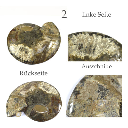 große versteinerte Ammonitenfossilhälften / Ammonitenpaar