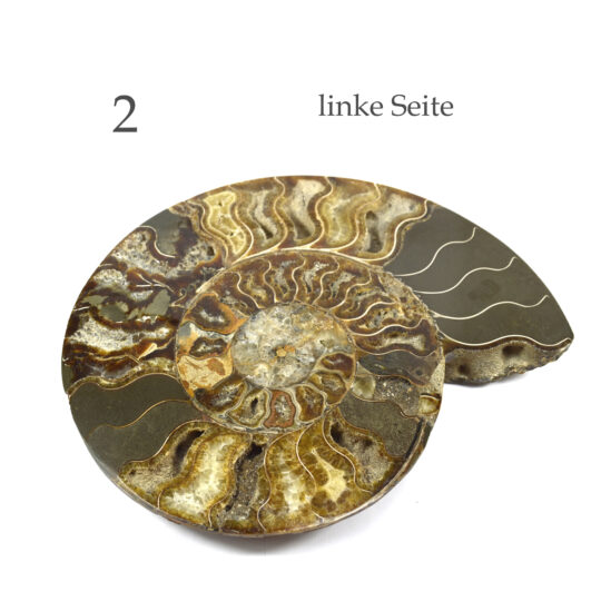 große versteinerte Ammonitenfossilhälften / Ammonitenpaar