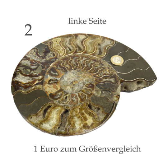 große versteinerte Ammonitenfossilhälften / Ammonitenpaar