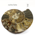 rechte Ammonitenhälfte von Einzelstück 2 Ausgang rechts
