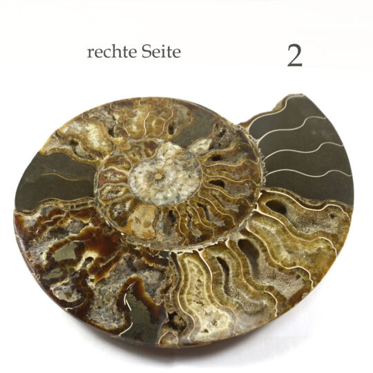 große versteinerte Ammonitenfossilhälften / Ammonitenpaar