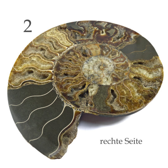 große versteinerte Ammonitenfossilhälften / Ammonitenpaar
