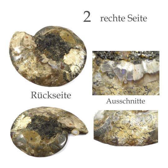 große versteinerte Ammonitenfossilhälften / Ammonitenpaar