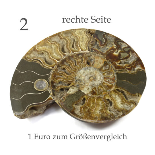 große versteinerte Ammonitenfossilhälften / Ammonitenpaar