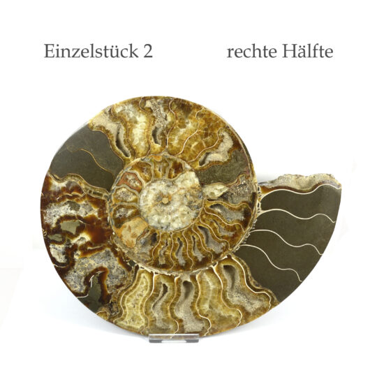 große versteinerte Ammonitenfossilhälften / Ammonitenpaar