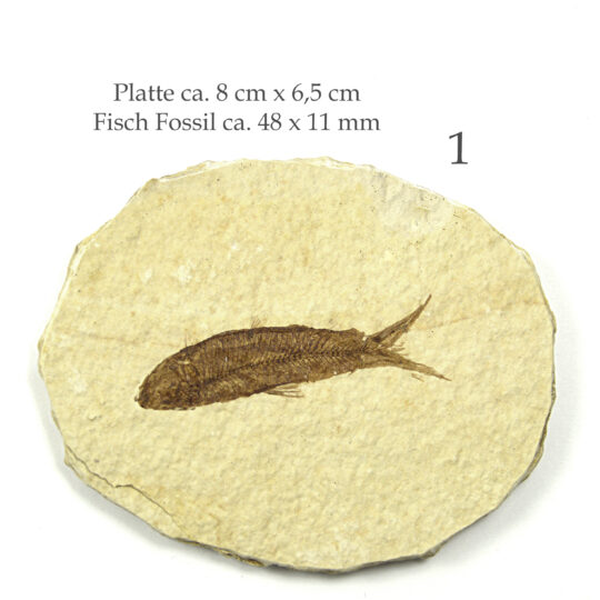 Platte mit versteinertem Fisch Fossil