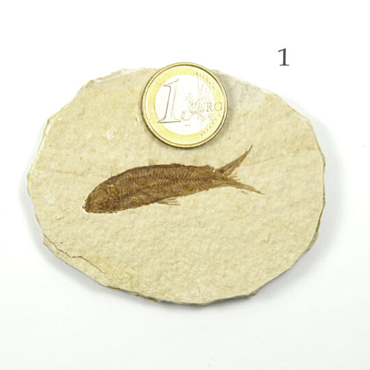 Platte mit versteinertem Fisch Fossil