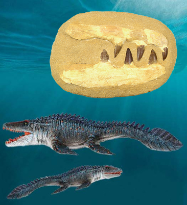 Mosasaurus Kiefer