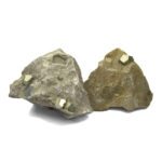 fossiler Saurierzahn vom Mosasaurus