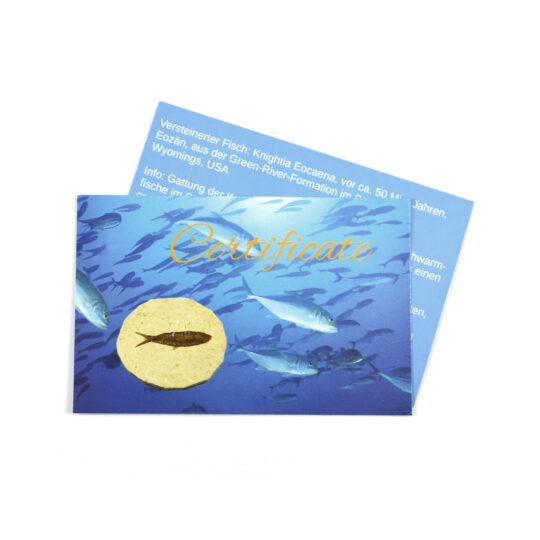 versteinerter Fisch größeres Fossil