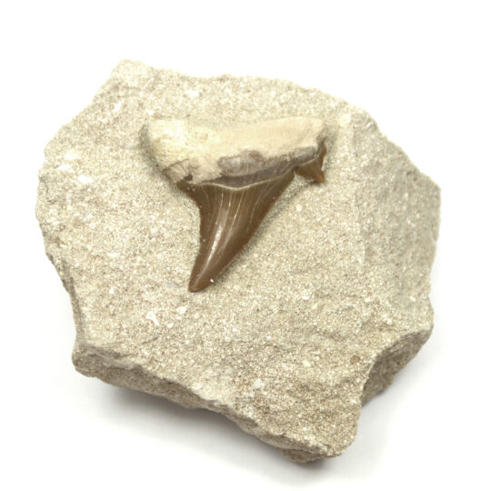 fossiler Haizahn auf Matrix