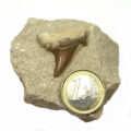 fossiler Haizahn auf Matrix mit 1-Euro-Stück