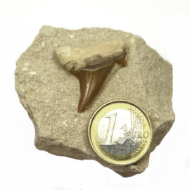 fossiler Haizahn auf Matrix mit 1-Euro-Stück