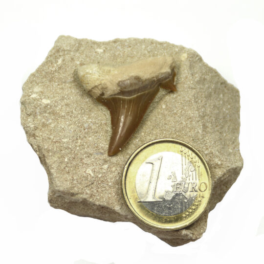 fossiler Haizahn auf Matrix