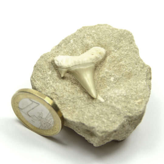 fossiler Haizahn auf Matrix