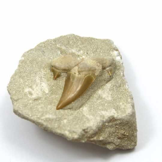 fossiler Haizahn auf Matrix