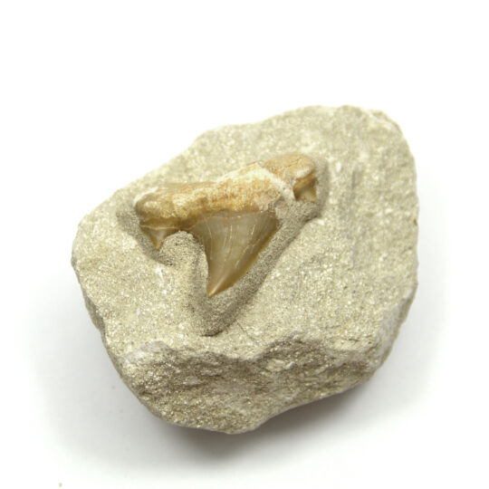 fossiler Haizahn auf Matrix