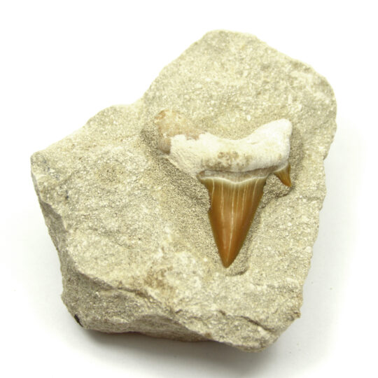 fossiler Haizahn auf Matrix